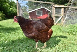 Chicken Leg bands Make Well-Dressed Hens
